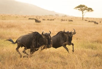 Serengeti Mission Possible