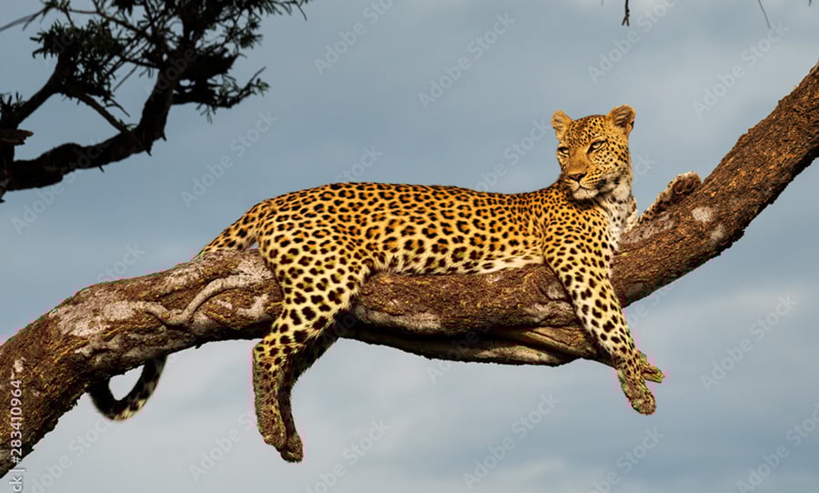 AdobeStock_283410964_Preview