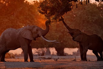 Africa’s big 5: Will you spot them?