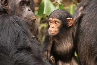 Keeping our chimpanzee cousins safe.