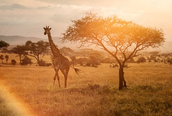 What to expect from a Summer safari